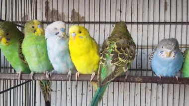 Kafeste hayvan pazarında satış yapmak için bekleyen papağan grubunun 4K görüntüsü. Budgerigar Papağanları evdeki kafeste oynuyorlar. Şirin evcil hayvan muhabbeti. Güzel renkli papağanlar..