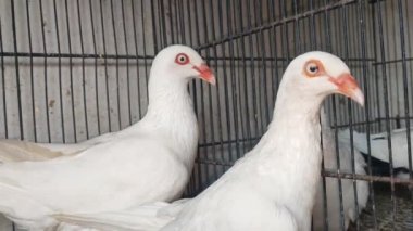Kafesteki belirli bir güvercinin görüntüsü. Farklı türde güzel güvercinlerin yakın görüntüsü. Kızılderili Fantail süslü cins güvercin dükkanda satılık bir kafeste tutuluyor. Güzel bir güvercin portresi..