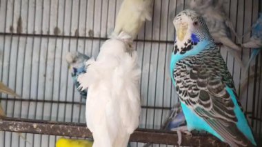 Kafeste hayvan pazarında satış yapmak için bekleyen papağan grubunun 4K görüntüsü. Budgerigar Papağanları evdeki kafeste oynuyorlar. Şirin evcil hayvan muhabbeti. Güzel renkli papağanlar..
