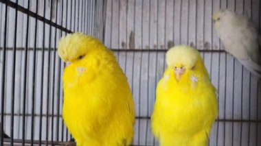 Kafeste hayvan pazarında satış yapmak için bekleyen papağan grubunun 4K görüntüsü. Budgerigar Papağanları evdeki kafeste oynuyorlar. Şirin evcil hayvan muhabbeti. Güzel renkli papağanlar..