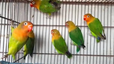 Kafeste hayvan pazarında satış yapmak için bekleyen papağan grubunun 4K görüntüsü. Budgerigar Papağanları evdeki kafeste oynuyorlar. Şirin evcil hayvan muhabbeti. Güzel renkli papağanlar..