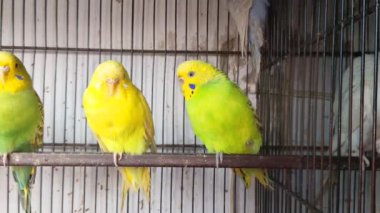 Kafeste hayvan pazarında satış yapmak için bekleyen papağan grubunun 4K görüntüsü. Budgerigar Papağanları evdeki kafeste oynuyorlar. Şirin evcil hayvan muhabbeti. Güzel renkli papağanlar..