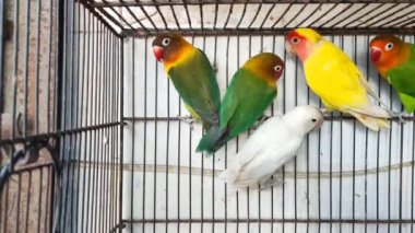 Kafeste hayvan pazarında satış yapmak için bekleyen papağan grubunun 4K görüntüsü. Budgerigar Papağanları evdeki kafeste oynuyorlar. Şirin evcil hayvan muhabbeti. Güzel renkli papağanlar..