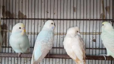 Kafeste hayvan pazarında satış yapmak için bekleyen papağan grubunun 4K görüntüsü. Budgerigar Papağanları evdeki kafeste oynuyorlar. Şirin evcil hayvan muhabbeti. Güzel renkli papağanlar..