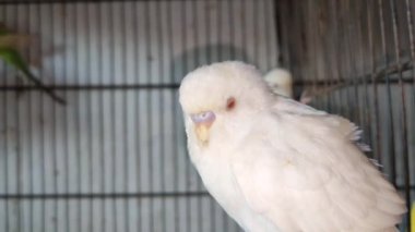 Kafeste hayvan pazarında satış yapmak için bekleyen papağan grubunun 4K görüntüsü. Budgerigar Papağanları evdeki kafeste oynuyorlar. Şirin evcil hayvan muhabbeti. Güzel renkli papağanlar..