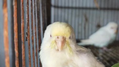 Kafeste hayvan pazarında satış yapmak için bekleyen papağan grubunun 4K görüntüsü. Budgerigar Papağanları evdeki kafeste oynuyorlar. Şirin evcil hayvan muhabbeti. Güzel renkli papağanlar..