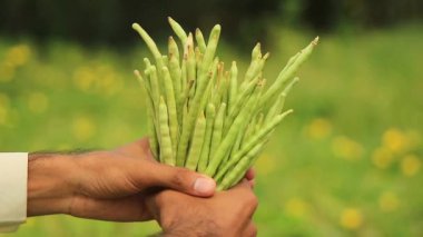 Bulanık arkaplandaki inek bezelyesi sebze kabuklarının 4k görüntüsü. Cowpeas sebzesinin ultra HD görüntüsü. Uzun kapsüller hazır. Sağlıklı beslenme. Proteinli yiyecekler..