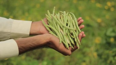 Bulanık arkaplandaki inek bezelyesi sebze kabuklarının 4k görüntüsü. Cowpeas sebzesinin ultra HD görüntüsü. Uzun kapsüller hazır. Sağlıklı beslenme. Proteinli yiyecekler..