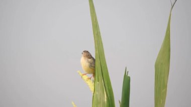 4K Ashy Prinia 'nın İnci darı mısırının üzerinde oturduğu görüntüler. Kül rengi prinia veya kül rengi çalıbülbülü (Prinia socialis). Küllü Prinia kuşunun güzel manzarası. Vahşi yaşam fotoğrafçılığı. Konuya seçici bir odak ile.