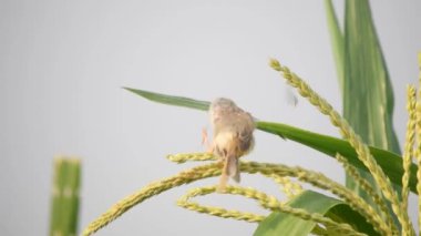 4K Ashy Prinia 'nın İnci darı mısırının üzerinde oturduğu görüntüler. Kül rengi prinia veya kül rengi çalıbülbülü (Prinia socialis). Küllü Prinia kuşunun güzel manzarası. Vahşi yaşam fotoğrafçılığı. Konuya seçici bir odak ile.