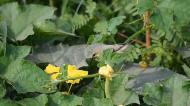 4K Ashy Prinia 'nın İnci darı mısırının üzerinde oturduğu görüntüler. Kül rengi prinia veya kül rengi çalıbülbülü (Prinia socialis). Küllü Prinia kuşunun güzel manzarası. Vahşi yaşam fotoğrafçılığı. Konuya seçici bir odak ile.