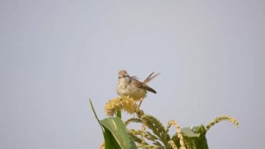 4K Ashy Prinia 'nın İnci darı mısırının üzerinde oturduğu görüntüler. Kül rengi prinia veya kül rengi çalıbülbülü (Prinia socialis). Küllü Prinia kuşunun güzel manzarası. Vahşi yaşam fotoğrafçılığı. Konuya seçici bir odak ile.