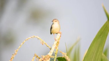 4K Ashy Prinia 'nın İnci darı mısırının üzerinde oturduğu görüntüler. Kül rengi prinia veya kül rengi çalıbülbülü (Prinia socialis). Küllü Prinia kuşunun güzel manzarası. Vahşi yaşam fotoğrafçılığı. Konuya seçici bir odak ile.