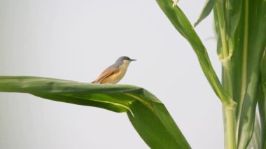 4K Ashy Prinia 'nın İnci darı mısırının üzerinde oturduğu görüntüler. Kül rengi prinia veya kül rengi çalıbülbülü (Prinia socialis). Küllü Prinia kuşunun güzel manzarası. Vahşi yaşam fotoğrafçılığı. Konuya seçici bir odak ile.