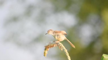 4K Ashy Prinia 'nın İnci darı mısırının üzerinde oturduğu görüntüler. Kül rengi prinia veya kül rengi çalıbülbülü (Prinia socialis). Küllü Prinia kuşunun güzel manzarası. Vahşi yaşam fotoğrafçılığı. Konuya seçici bir odak ile.