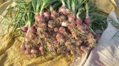 Bir kızın elinde toplanmış soğanların 4K görüntüsü. Kız elinde bir demet soğan tutuyor. Taze biçilmiş organik soğan. Bir demet taze yeşil organik soğan, sebze bahçesi.