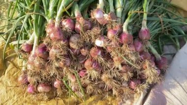 Bir kızın elinde toplanmış soğanların 4K görüntüsü. Kız elinde bir demet soğan tutuyor. Taze biçilmiş organik soğan. Bir demet taze yeşil organik soğan, sebze bahçesi.