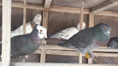 Kafesteki belirli bir güvercinin görüntüsü. Farklı türde güzel güvercinlerin yakın görüntüsü. Kızılderili Fantail süslü cins güvercin dükkanda satılık bir kafeste tutuluyor. Güzel bir güvercin portresi..