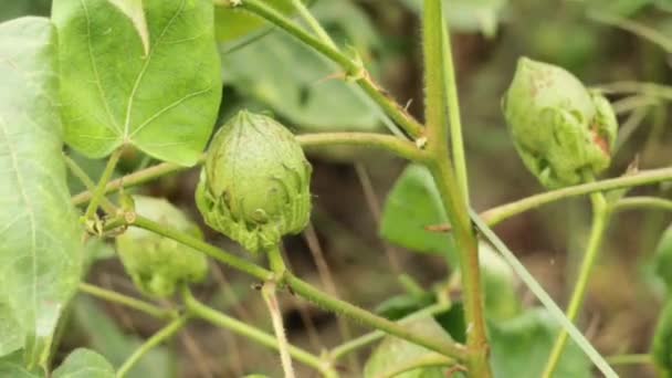 Záběry Zelené Barvy Cotton Boll Rostlině Cotton Green Cotton Field — Stock video