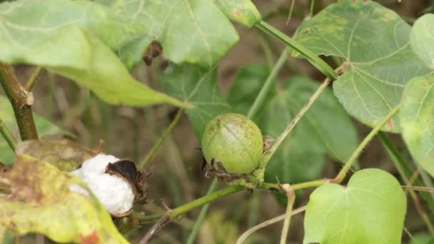 Beeldmateriaal Van Groene Kleur Cotton Boll Cotton Plant Groen Katoenveld — Stockvideo