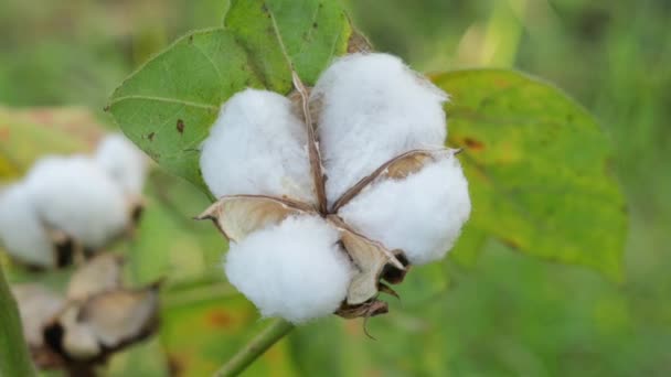 Footage White Cotton Flower Raw Organic Cotton Growing Cotton Farm — Stock Video