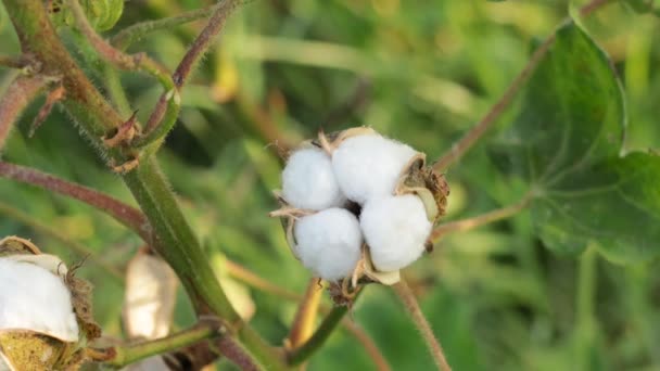 Záběry Bílého Bavlněného Květu Raw Organic Cotton Growing Cotton Farm — Stock video