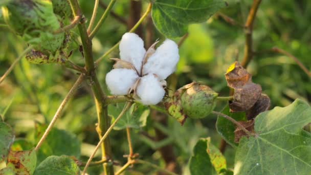 Beeldmateriaal Van Witte Katoenbloem Raw Organic Cotton Growing Cotton Farm — Stockvideo