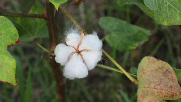 Materiał Filmowy Białego Kwiatu Bawełny Surowa Bawełna Organiczna Uprawa Bawełny — Wideo stockowe