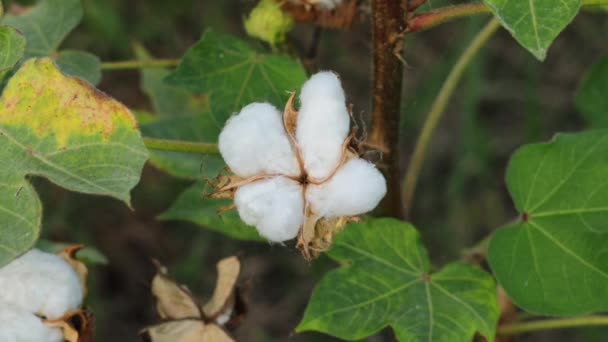 Záběry Bílého Bavlněného Květu Raw Organic Cotton Growing Cotton Farm — Stock video