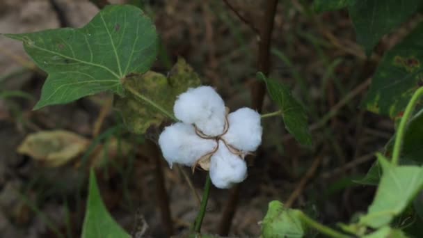 Images Fleur Coton Blanc Coton Bio Brut Cultivant Cotton Farm — Video