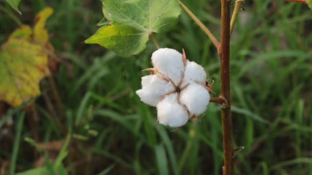 Imágenes Flores Algodón Blanco Algodón Orgánico Crudo Que Crece Granja — Vídeos de Stock