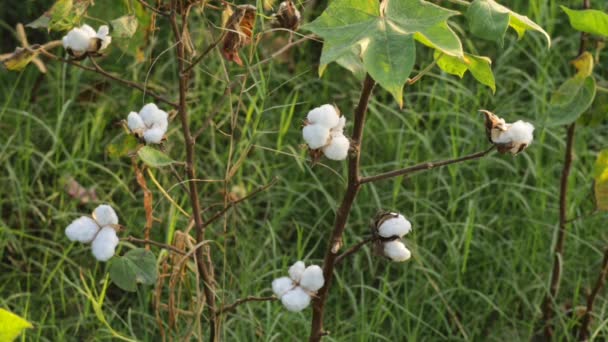 Filmato Fiori Cotone Bianco Cotone Biologico Grezzo Crescente Presso Cotton — Video Stock