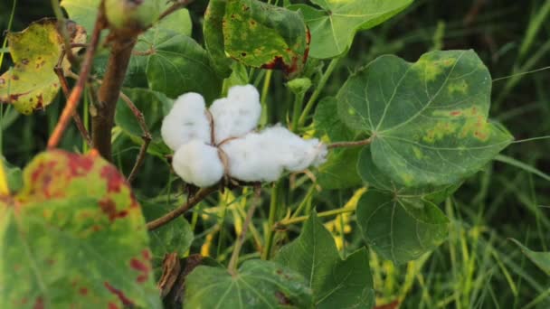 Beyaz Pamuk Çiçeğinin Görüntüsü Pamuk Çiftliği Nde Çiğ Organik Pamuk — Stok video