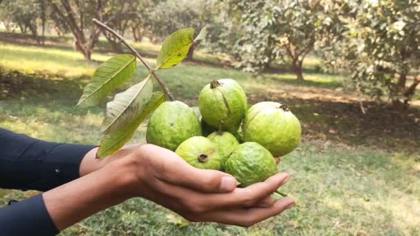Πλάνα Από Guavas Κρέμονται Στο Κλαδί Του Δέντρου Κρεμαστά Φρούτα — Αρχείο Βίντεο
