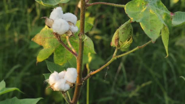 Footage White Cotton Flower Raw Organic Cotton Growing Cotton Farm — Stock Video