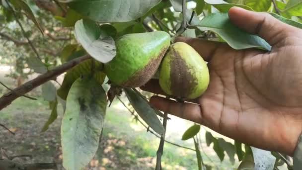 Footage Guavas Hanging Tree Branch Hanging Guava Fruit Close Guavas — Stock Video