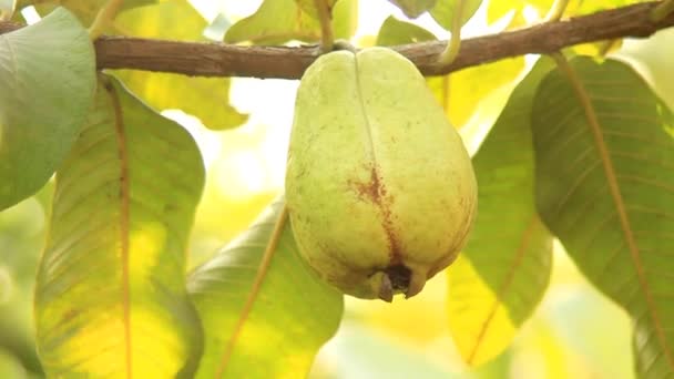 Metraje Guayabas Colgando Rama Del Árbol Fruta Colgante Guayaba Cierre — Vídeo de stock
