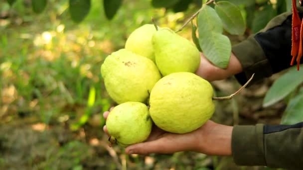 Footage Guavas Hanging Tree Branch Hanging Guava Fruit Close Guavas — Stock Video