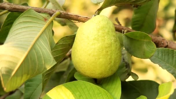 Bilder Guava Hängande Trädets Gren Hängande Guava Frukt Närbild Guava — Stockvideo