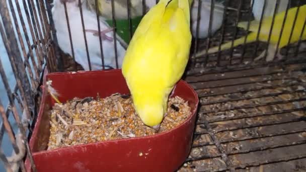 Footage Group Budgerigars Parrot Cage Waiting Sale Out Animals Pet — Stock Video