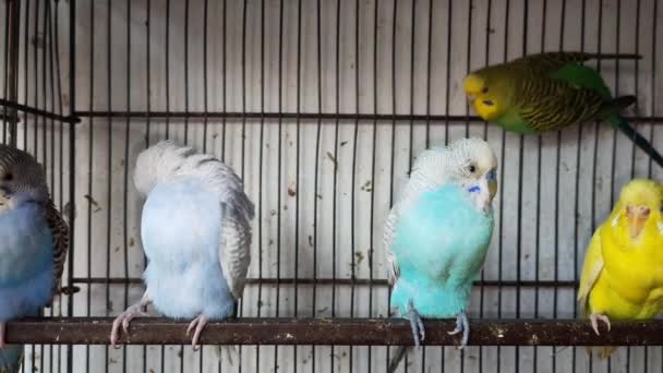 Bilder Grupp Undulater Papegoja Buren Väntar Att Sälja Djur Sällskapsdjur — Stockvideo