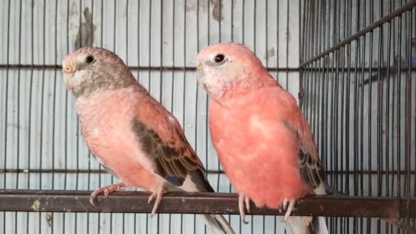 Materiał Filmowy Grupy Papug Papug Klatce Czekających Sprzedaż Rynku Zwierząt — Wideo stockowe