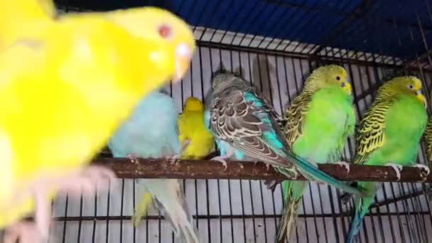 Filmagem Grupo Periquitos Papagaio Gaiola Esperando Para Venda Mercado Animais — Vídeo de Stock