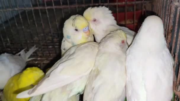 Záběry Skupiny Papoušků Kleci Čekající Prodej Trhu Zvířaty Papoušci Budgerigarovi — Stock video