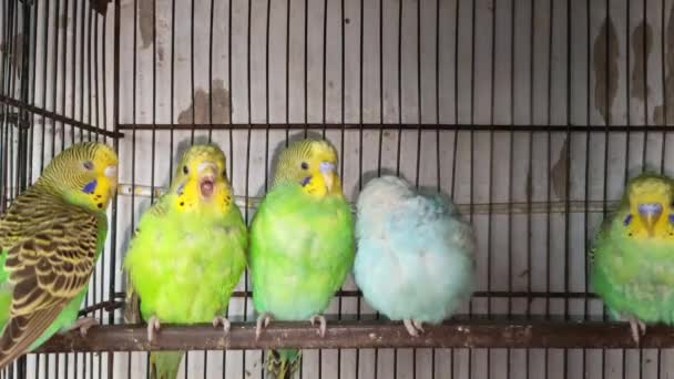 Kafeste Hayvan Pazarında Satış Yapmak Için Bekleyen Papağan Grubunun Görüntüsü — Stok video