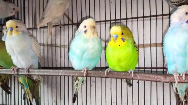 Záběry Skupiny Papoušků Kleci Čekající Prodej Trhu Zvířaty Papoušci Budgerigarovi — Stock video