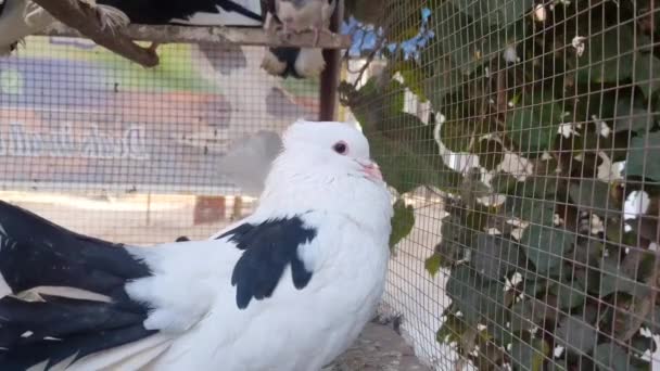 Zapis Konkretnego Gołębia Klatce Bliski Obraz Pięknych Gołębi Innego Rodzaju — Wideo stockowe