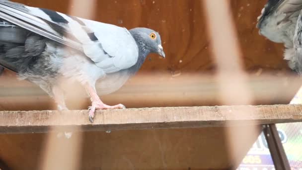 Footage Specific Pigeon Cage Close Image Beautiful Pigeons Different Kind — Stock Video
