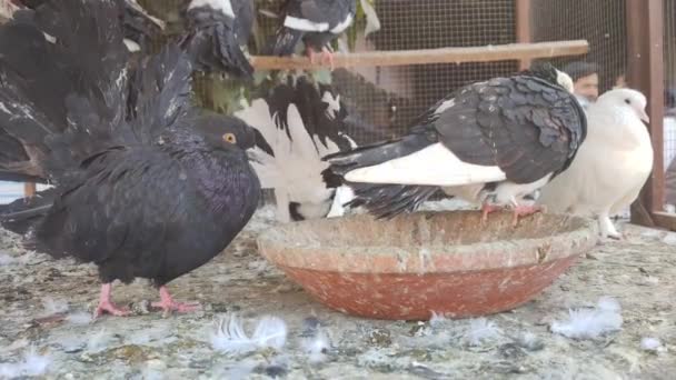 Images Pigeon Spécifique Dans Une Cage Image Rapprochée Magnifiques Pigeons — Video