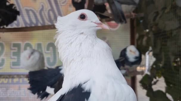Zapis Konkretnego Gołębia Klatce Bliski Obraz Pięknych Gołębi Innego Rodzaju — Wideo stockowe